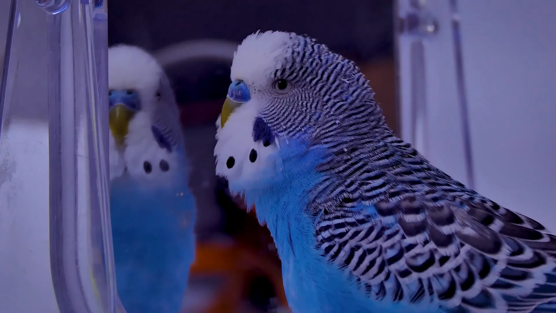 Cobalt blue budgie