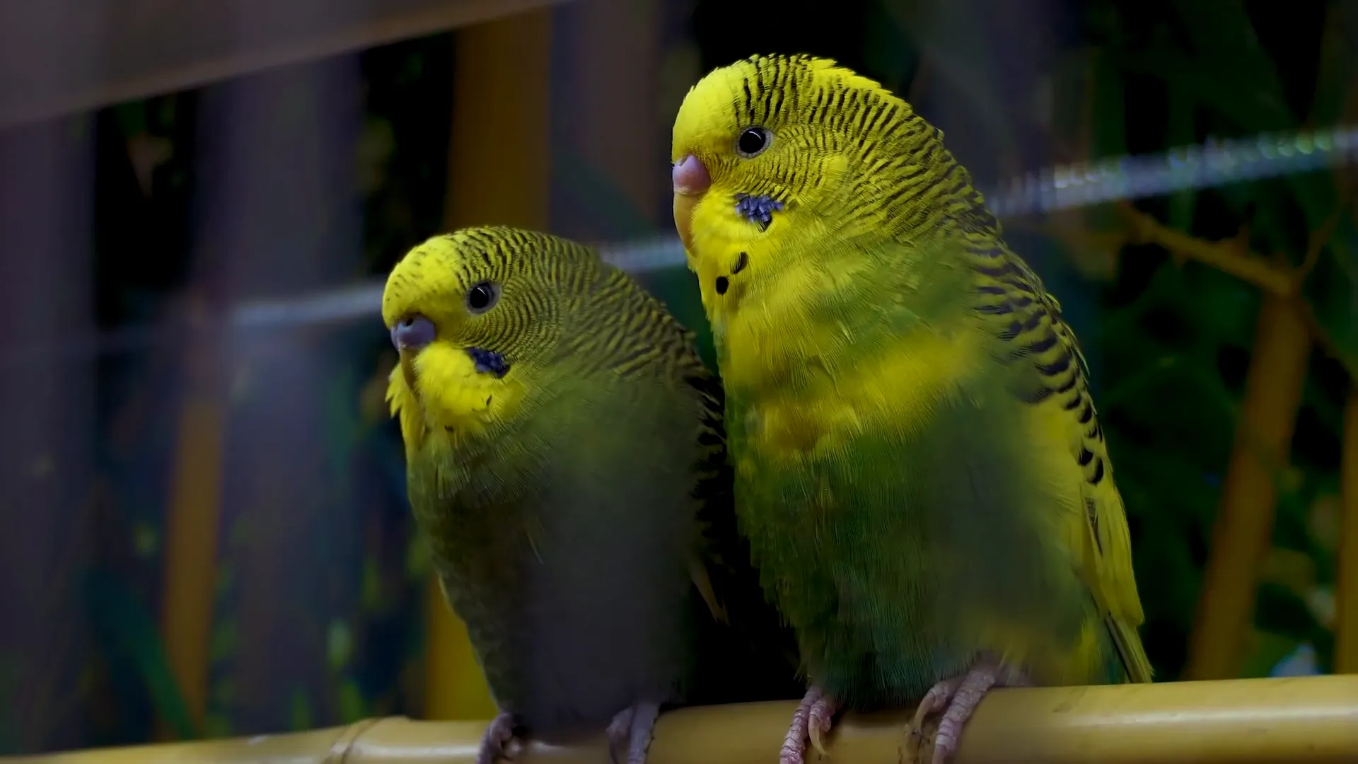 Muddy green budgie