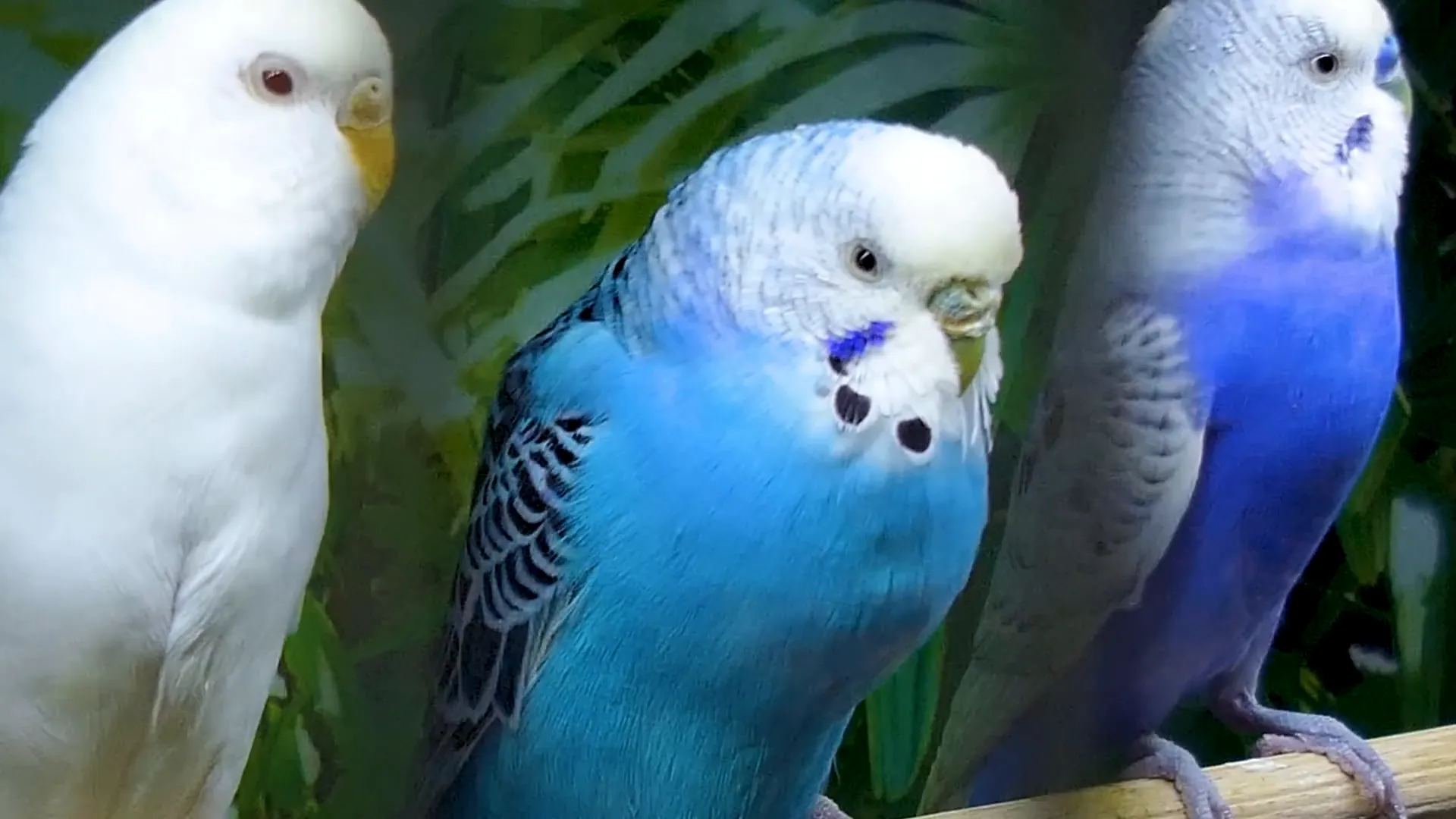 Sky blue budgie