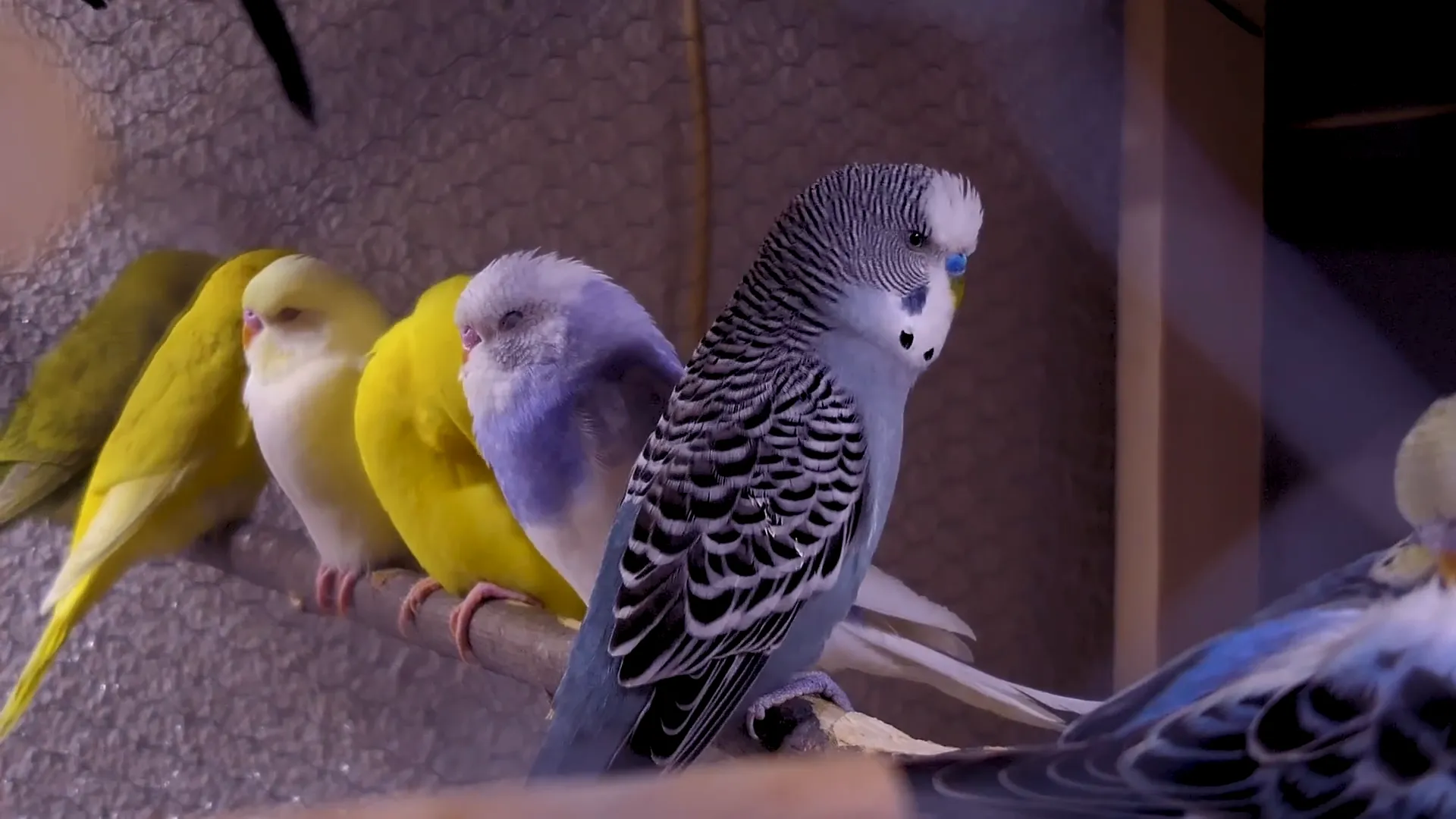 Colorful budgies in various shades