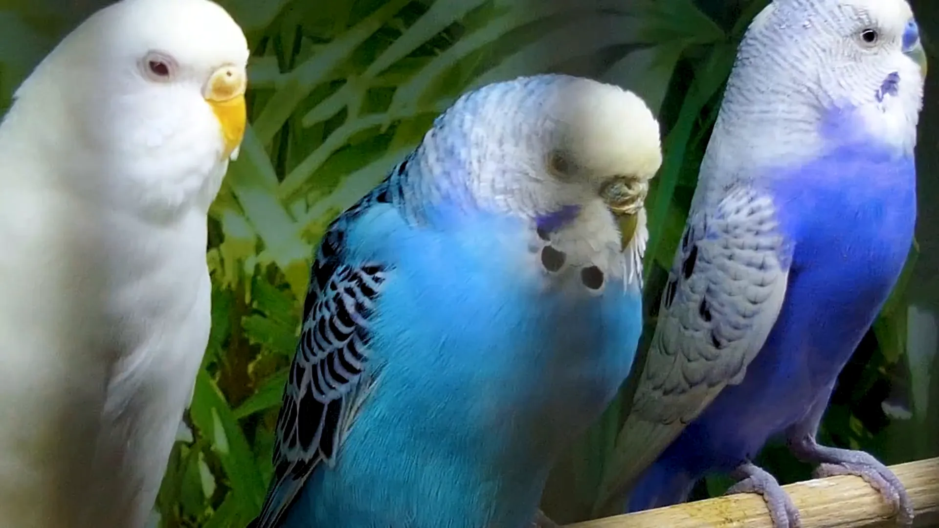 Various budgie colors and mutations