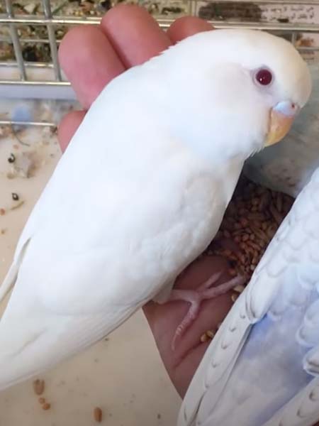 albino - pure white with pink eyes