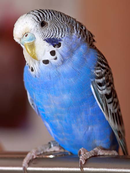 Blue parakeet color
