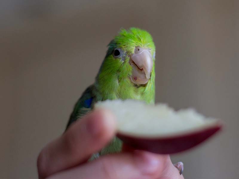 Budgie eating apple - fresh fruit for food choices.