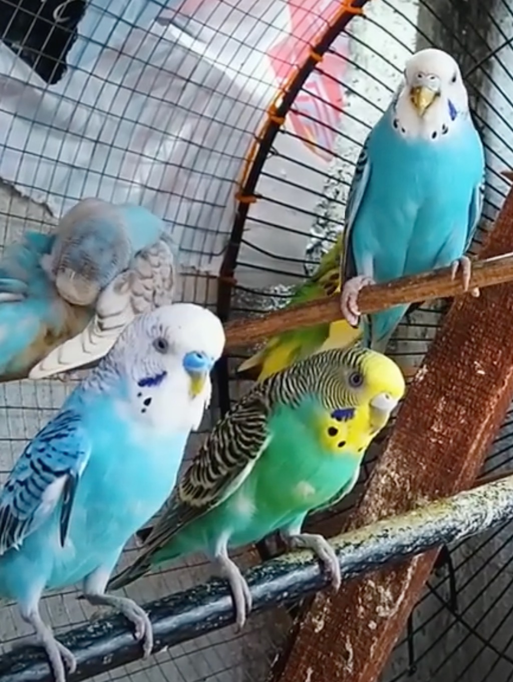 Varied parakeet colors - 4 colorful budgies sitting on perches in their cages.