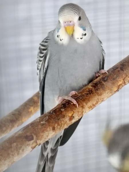 Gray budgie color