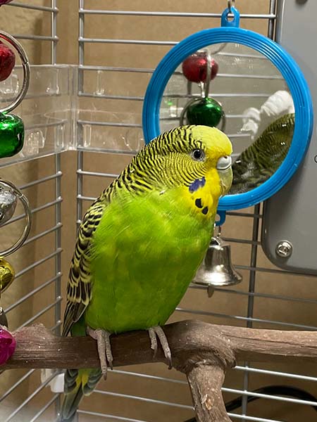 Lucky - the porch parakeet