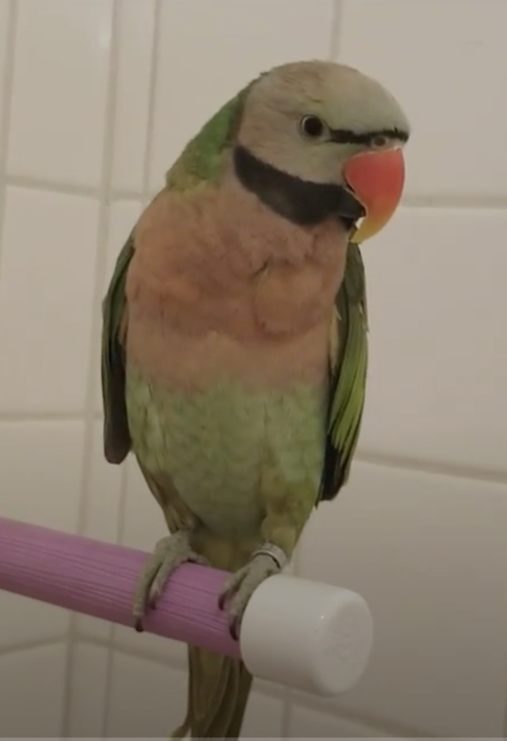 Moustached Parakeet