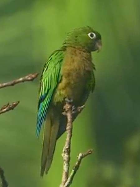 Olive Throated Parakeet - olive neck coloring