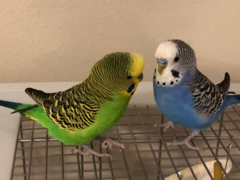 Parakeet Breeds - Parakeet and Budgies | ParakeetsAndBudgies.com ...