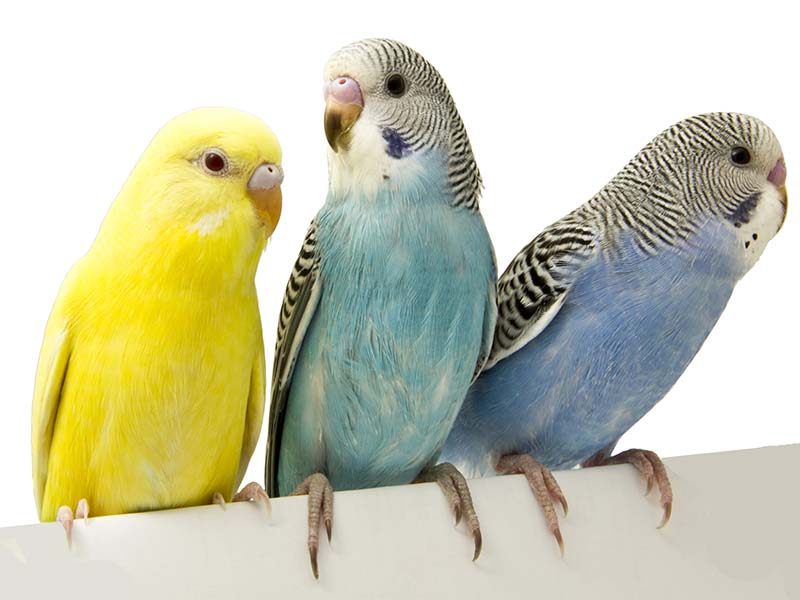 Common parakeet colors vary - like these three parakeets in different colors.