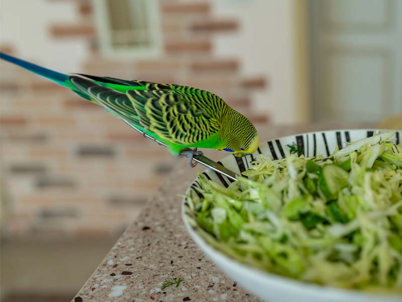 Parakeet eating fresh lettuce from a bowl - budgie fresh foods