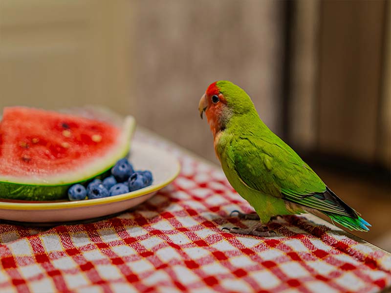 Parakeet food - budgie eyeing watermelon and blueberries.