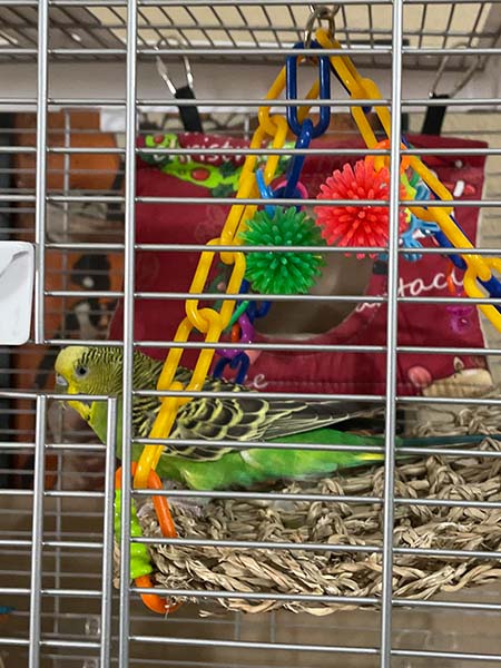 Parakeet in hanging bed