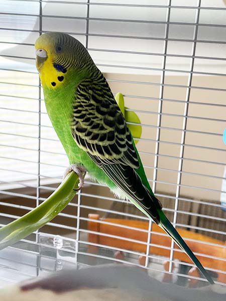 Parakeet life expectancy | Duration of parakeet life | longevity | Lifespan of a parakeet | life span | Parakeet survival rate | Years parakeets live | lifespan expectancy | longevity span | Parakeet lifespan duration