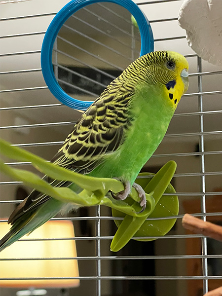 Parakeet Sitting on Perch in Cage - Pet Parakeets and Budgies