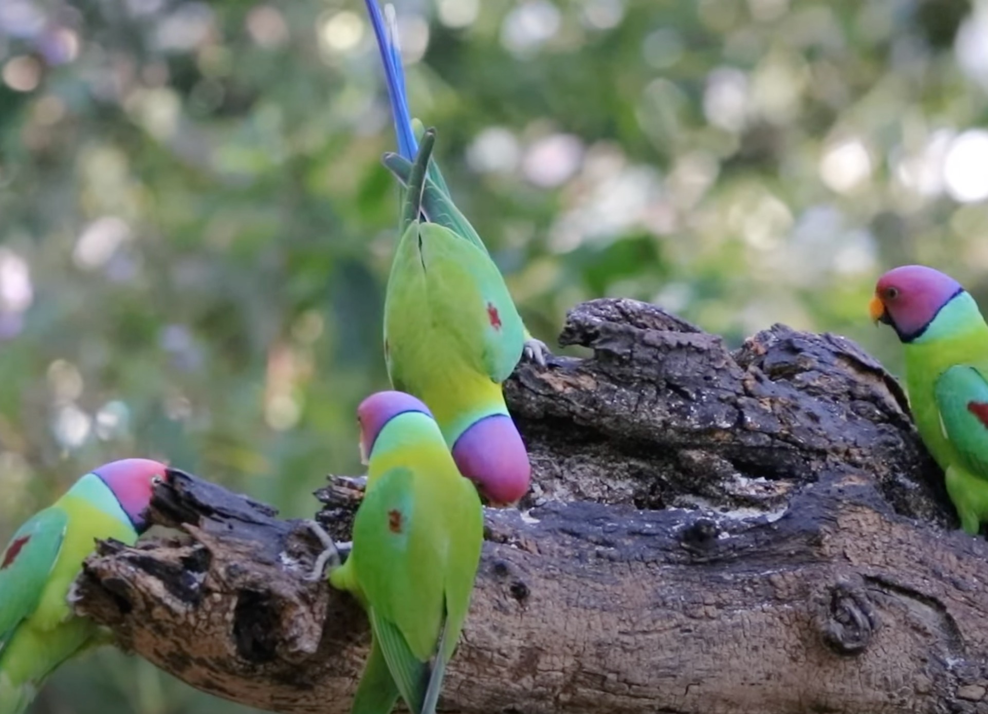 Plum-headed parakeets in nature - plum-headed parakeet family on a branch eating.