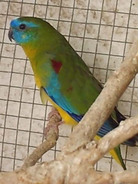 Turquoise or turqoisine mutation coloring