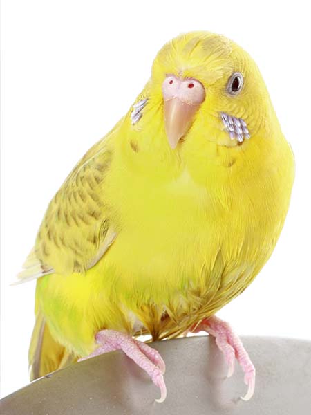 yellow parakeet color